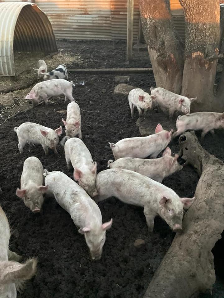 35 x Large white x landrace weaner piglets