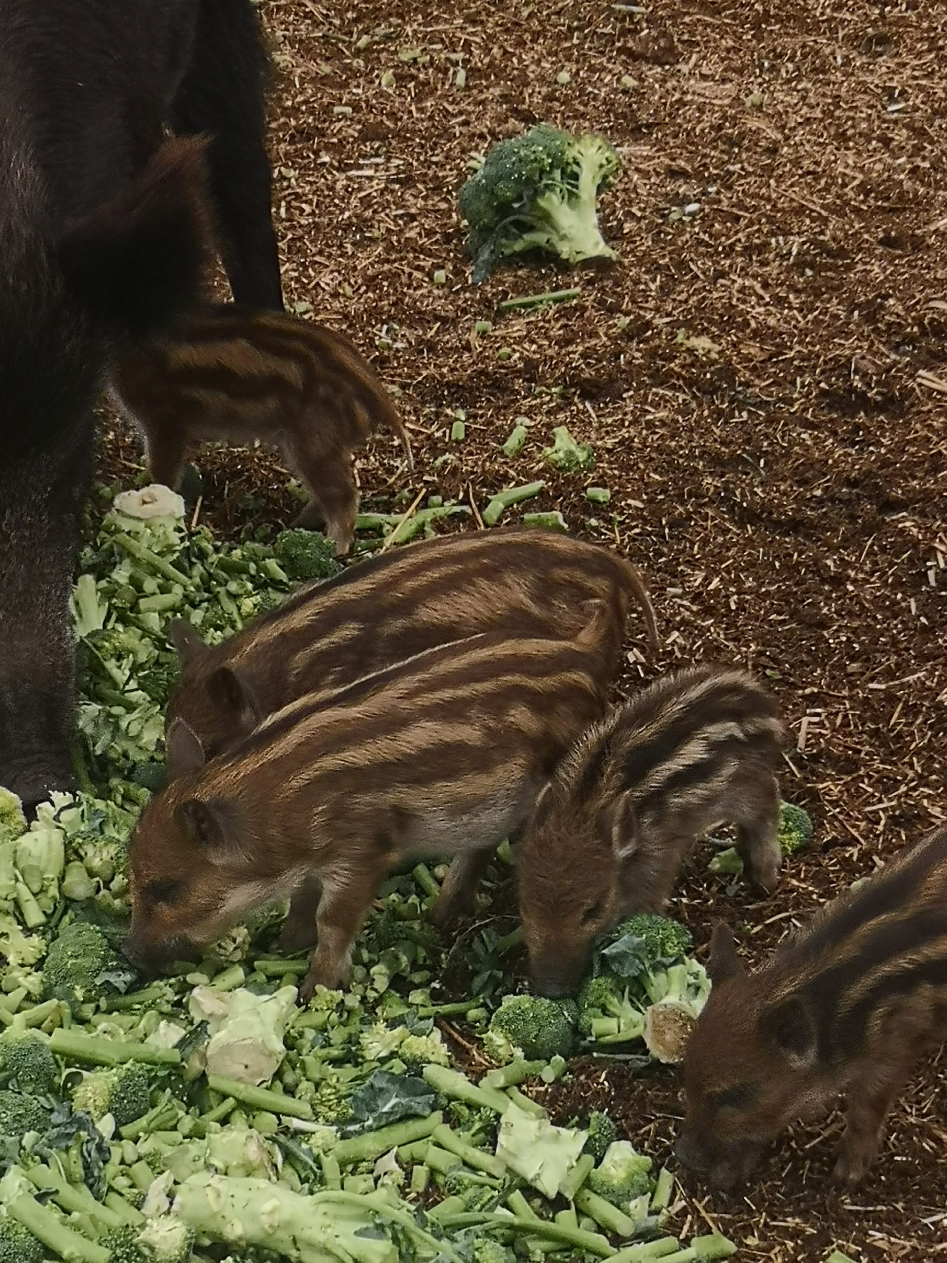 Pigs for sale marketplace in South Africa