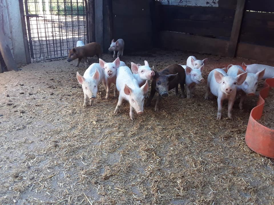 27 x Landrace/large white cross bred pigs for sale