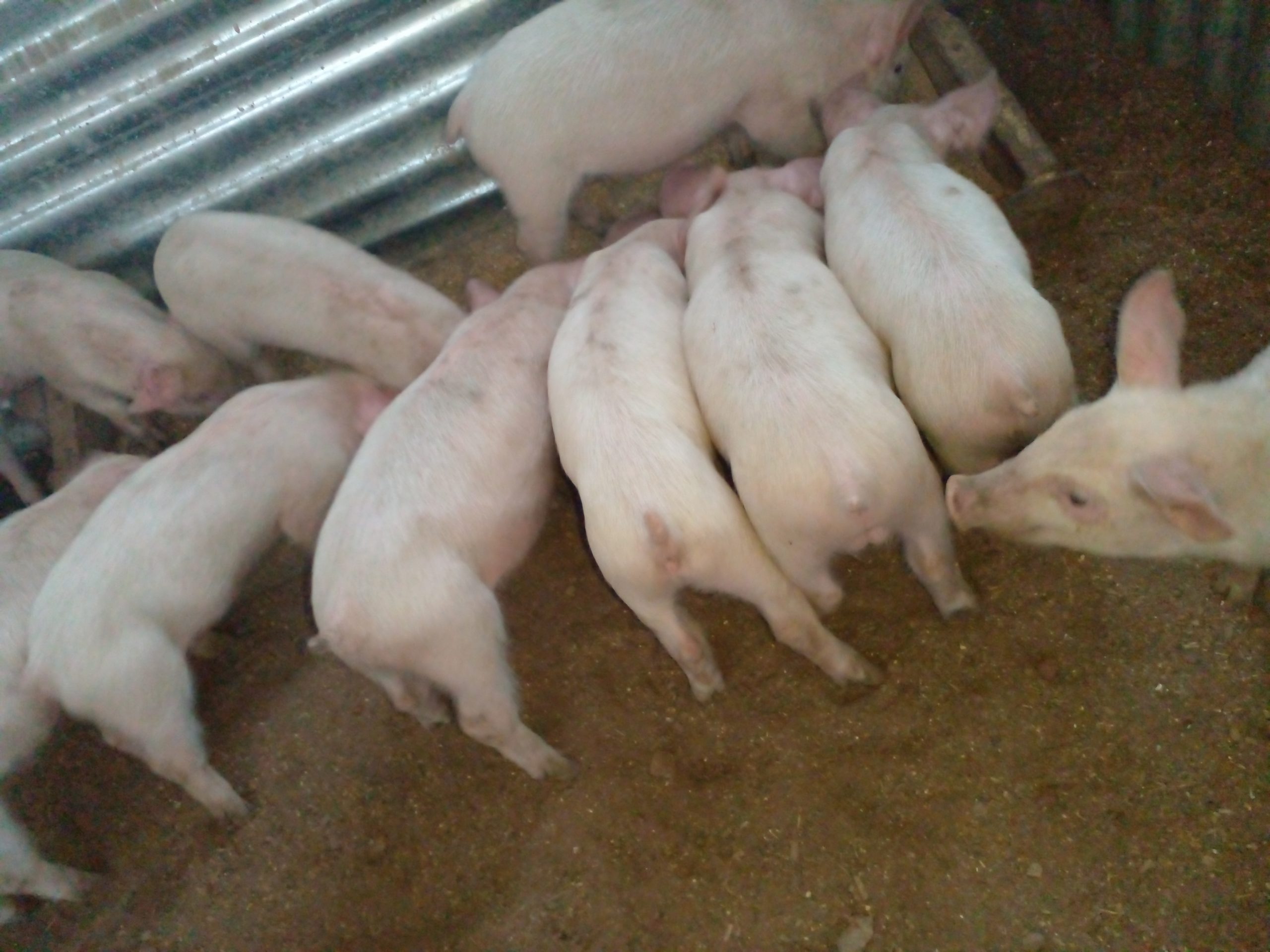 8 x Weaner piglets for sale