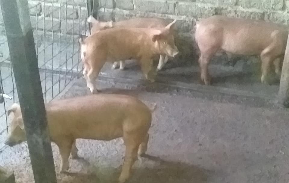 6 x Duroc cross landrace weaner piglets