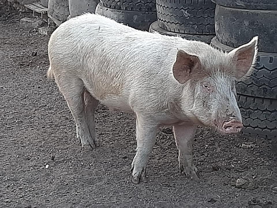 Large white x landrace boar for sale
