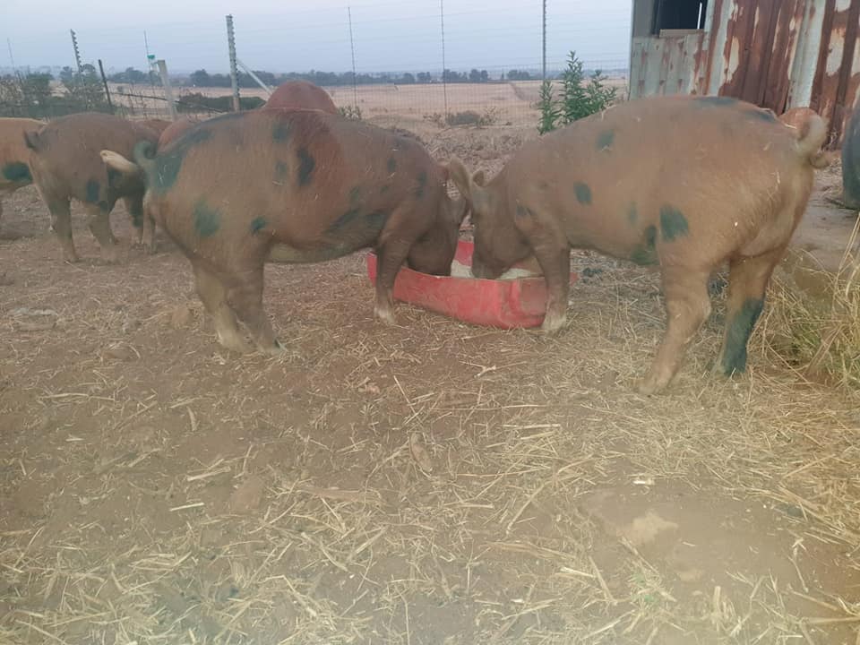 6 x Duroc/large white weaner piglets