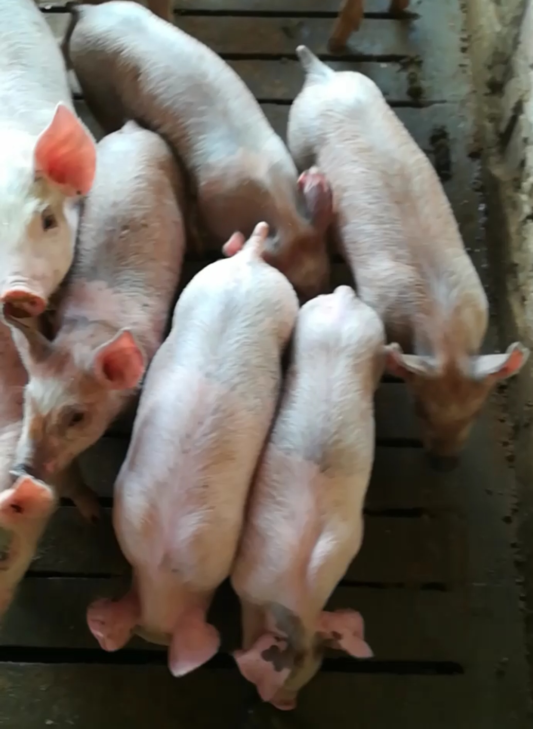 pigs for sale in South Africa