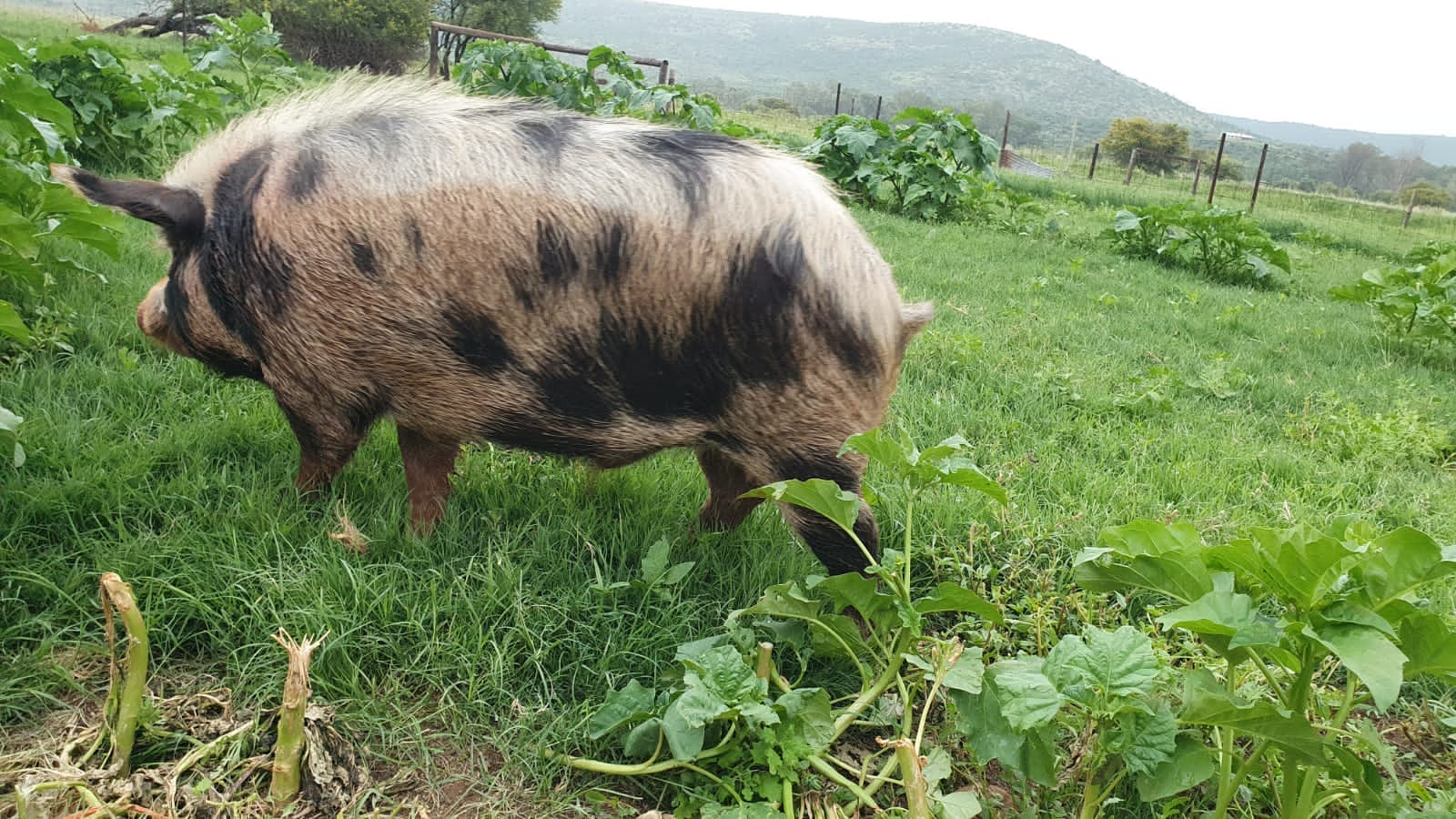 Kolbroek Breeding Boar For Sale