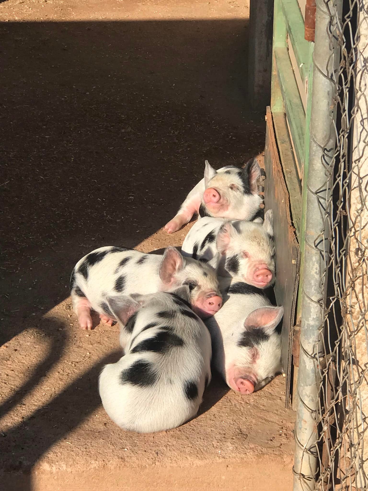 Kolbroek piglets for sale