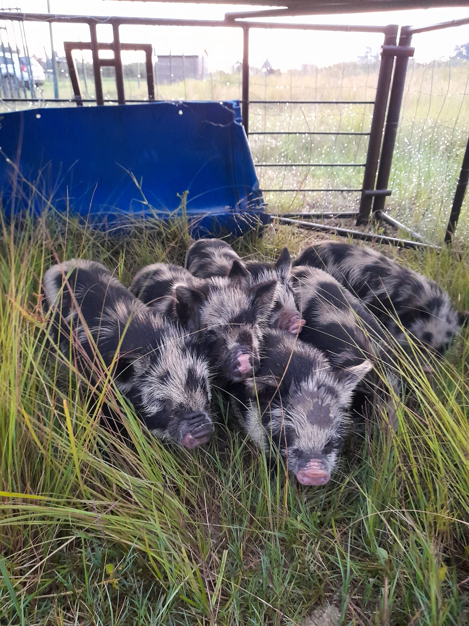 8 x Kolbroek weaner piglets for sale