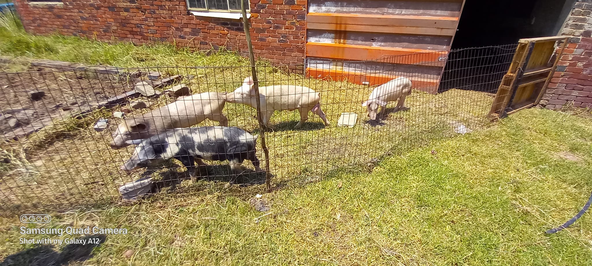 4 x Landrace grower pigs for sale