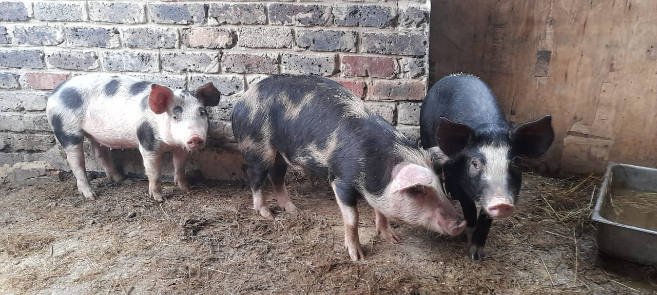 Piglets for sale