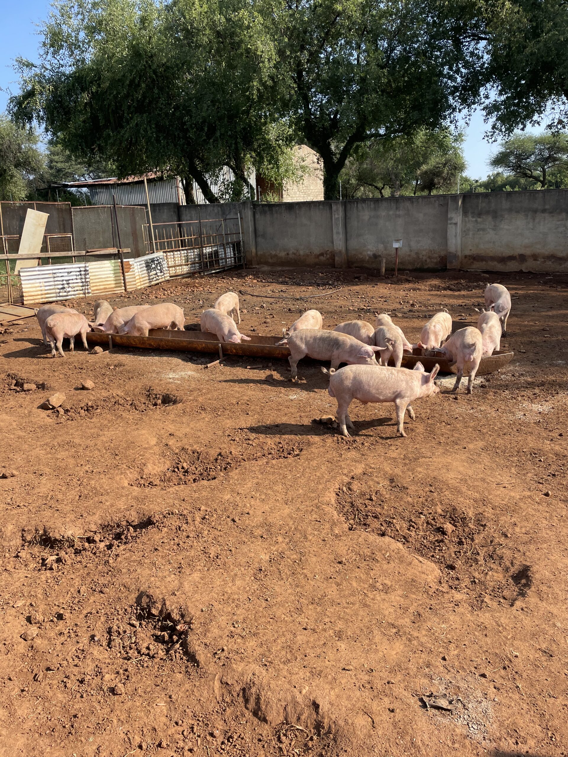 Buy & Sell Pigs in South Africa