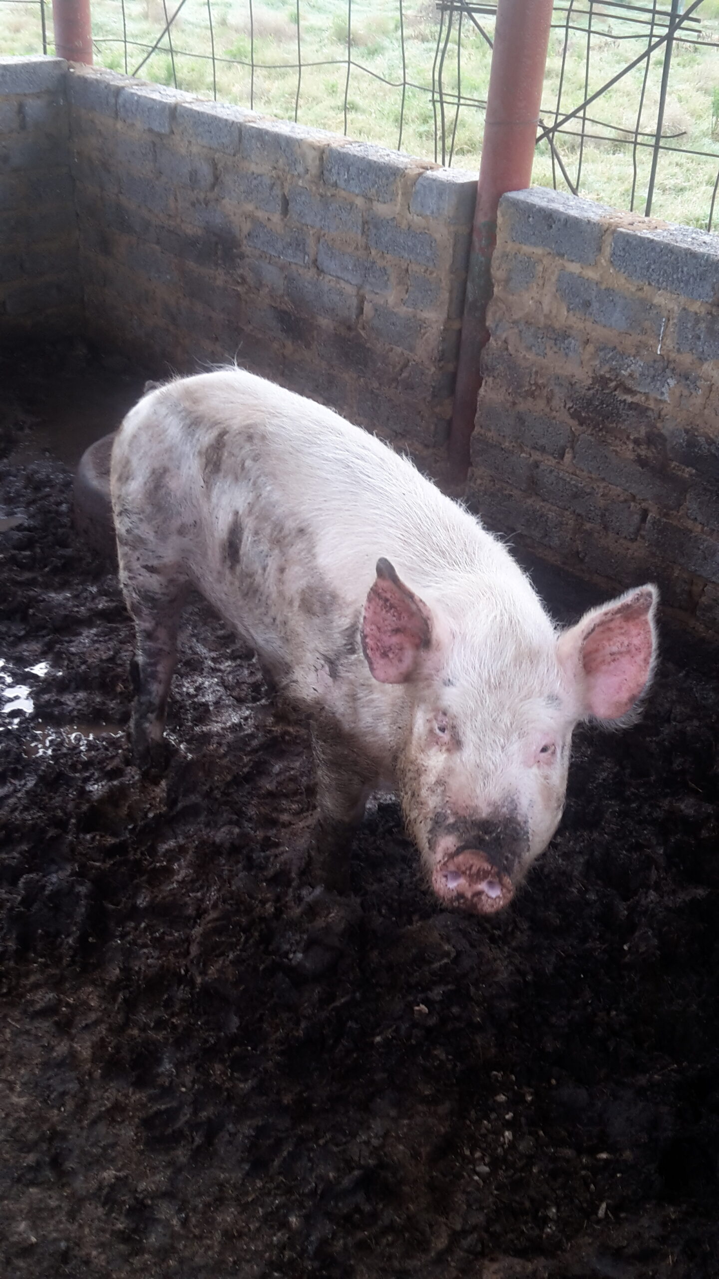 Female pig to sell