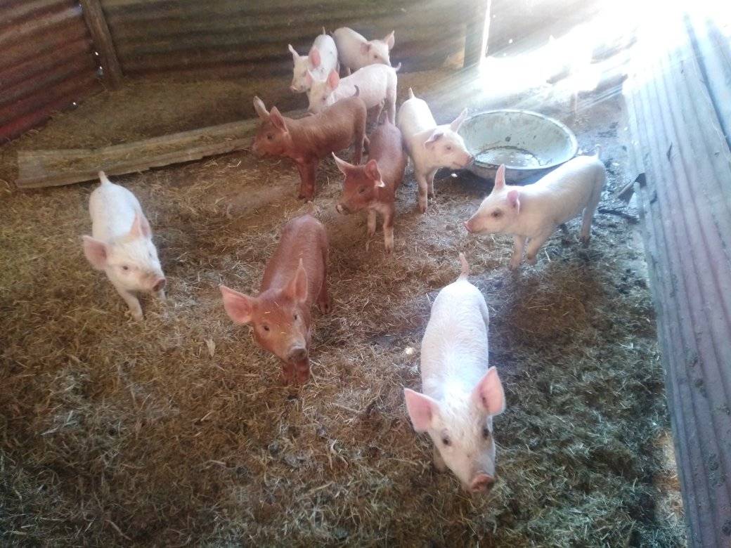 Buy & Sell Pigs in South Africa