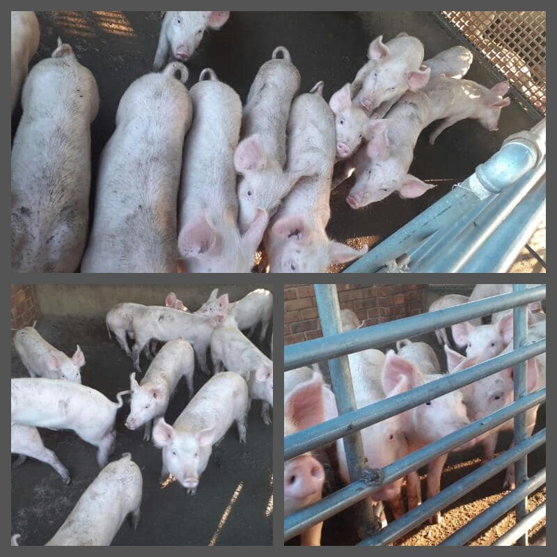 23 x Piglets for sale
