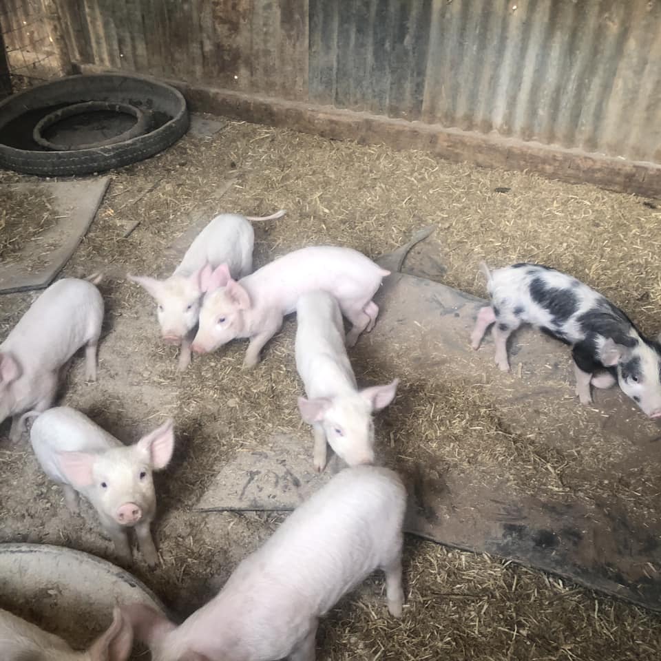 10 x Landrace/Large White piglets (9 weeks old)
