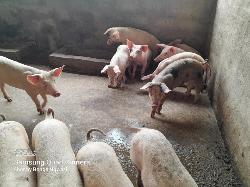 Weaners/pigs for sale