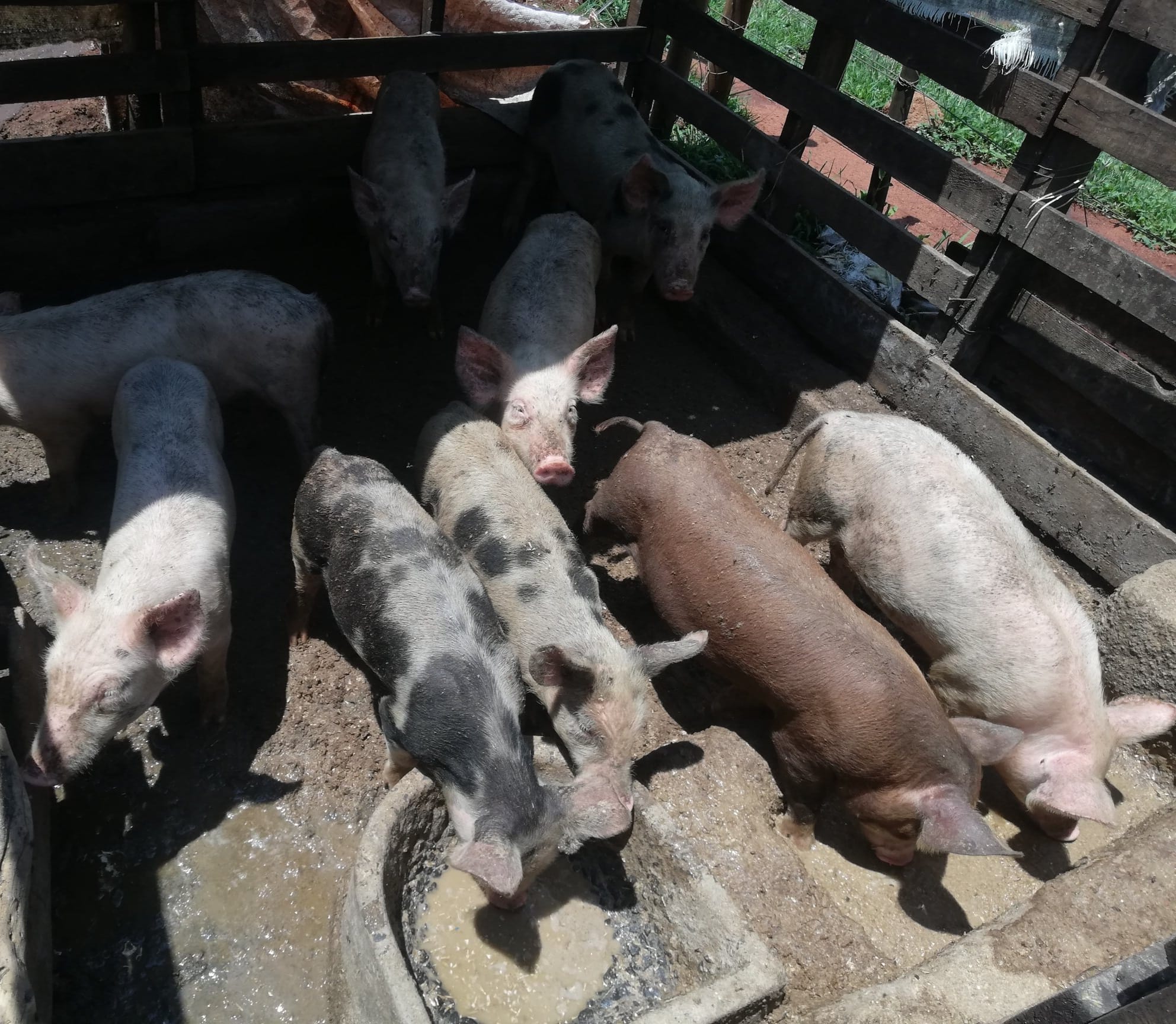 9 x Piglets for sale (2 month old)