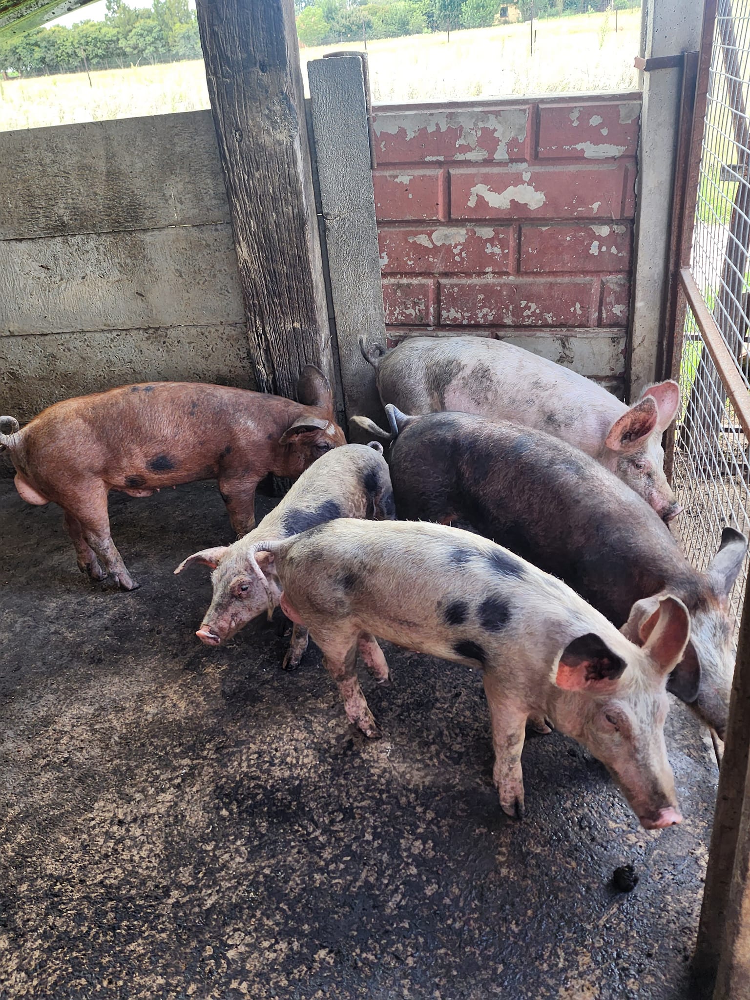 Grower pigs for sale (6 months old)