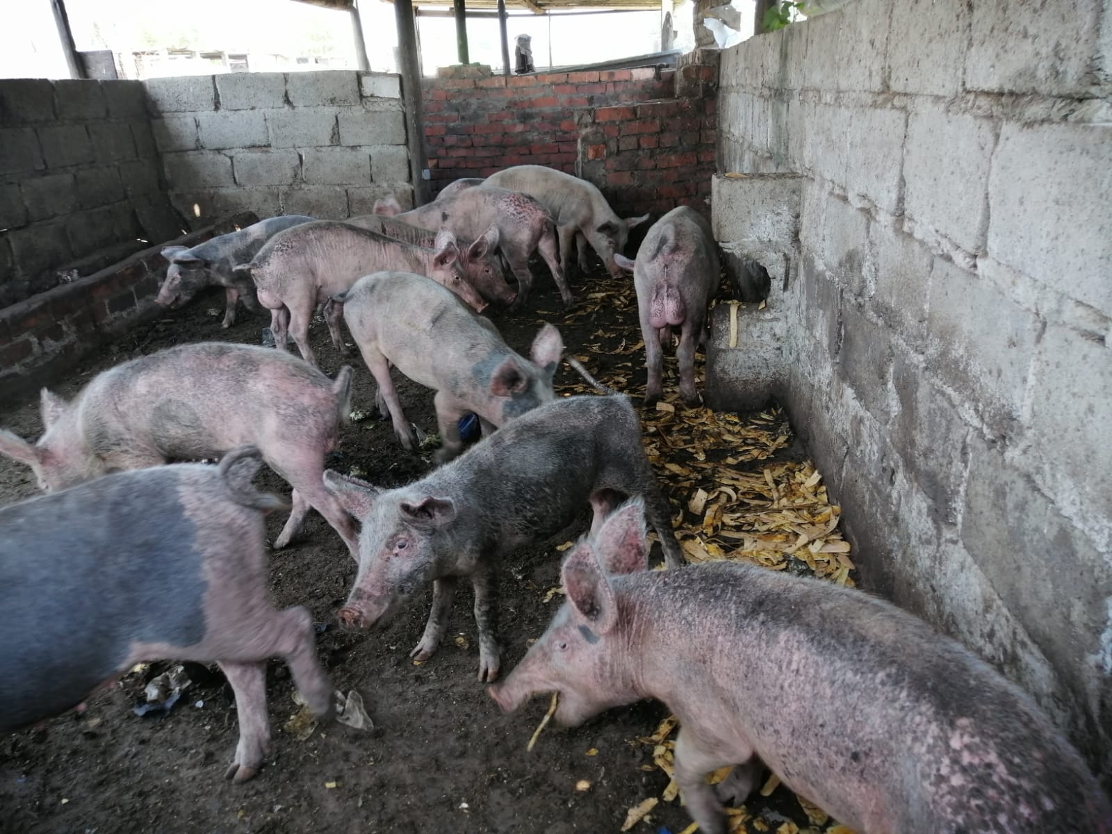 3 Months old grower pigs for sale