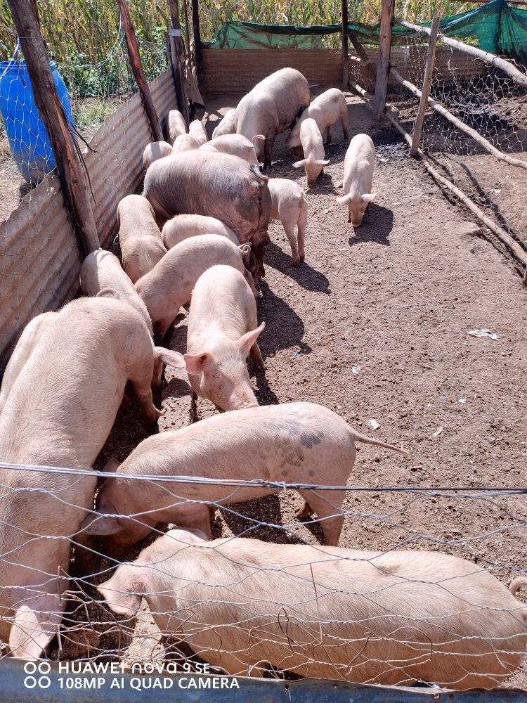 Varied age pigs for sale