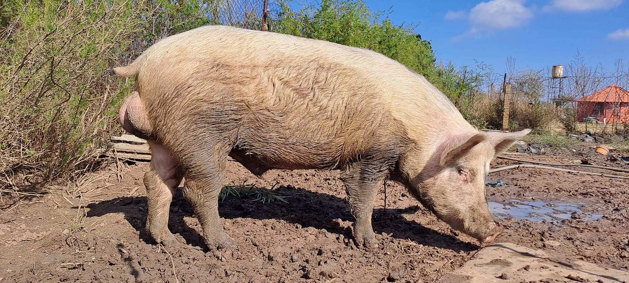 Landrace breeding boar