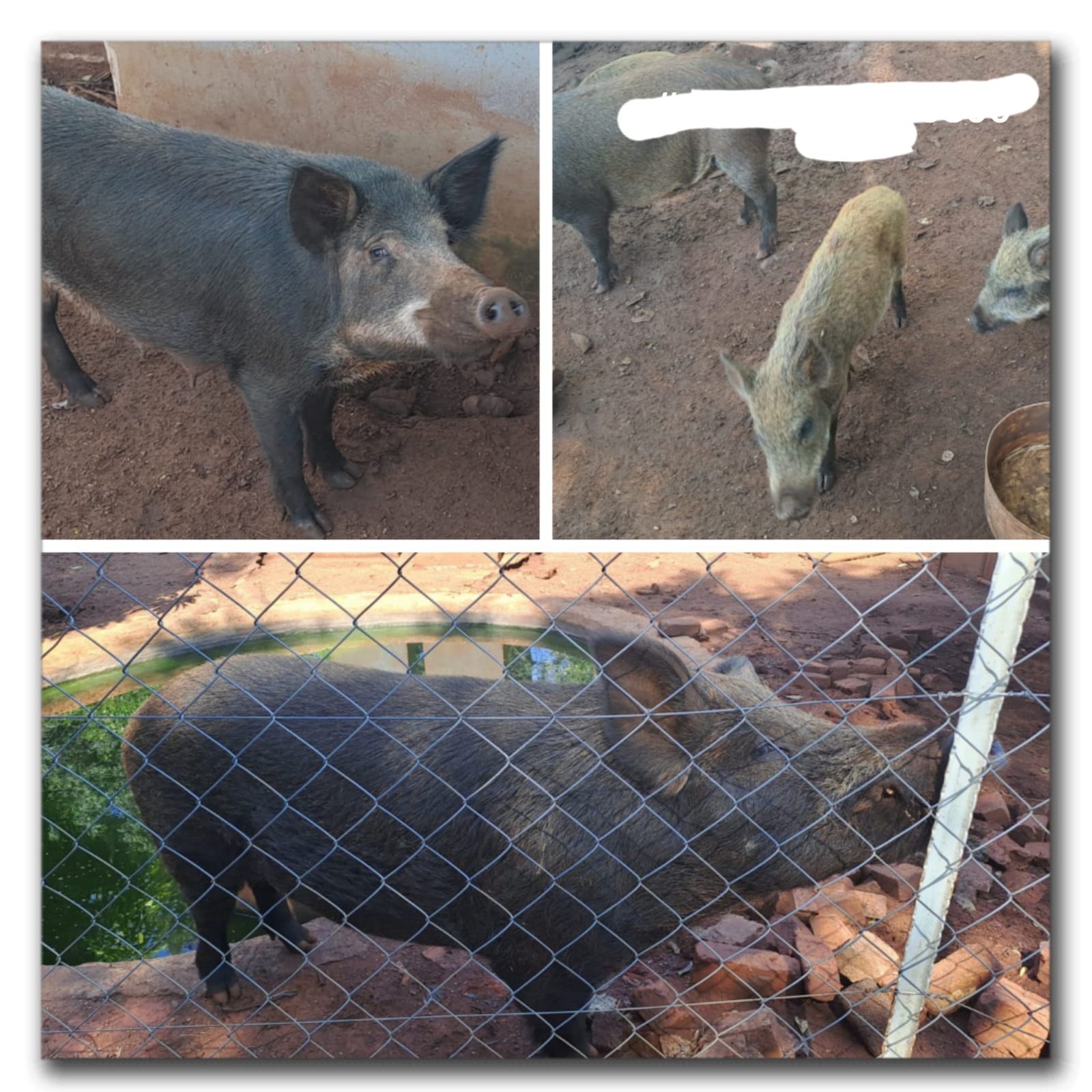 7 x Pigs for sale