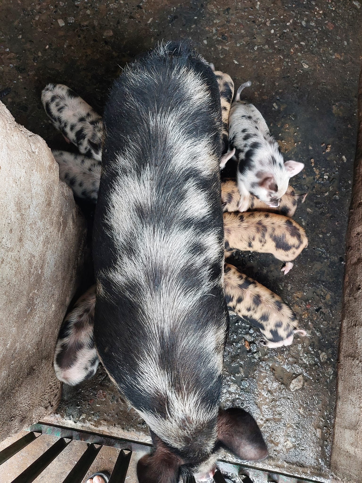 Kolbroek piglets for sale 4 weeks old